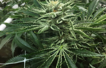 Good Weed – Medical Marijuana Dispensary