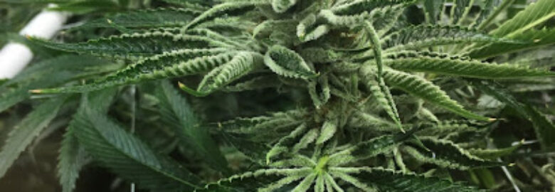 Good Weed – Medical Marijuana Dispensary
