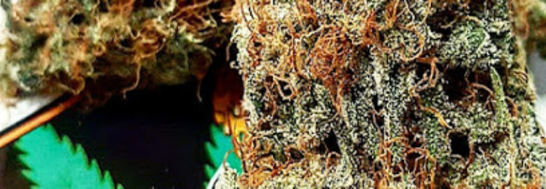Medical Cannabis & Partners Marijuana Dispensary (MEDICAL ONLY)